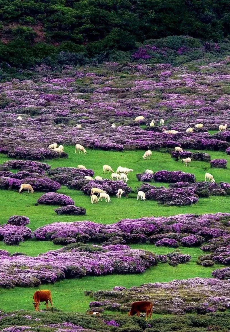 彝族特色风景图片图片