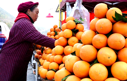 雷波脐橙丰收，订单旺盛销路广，线上线下销售齐发力插图2