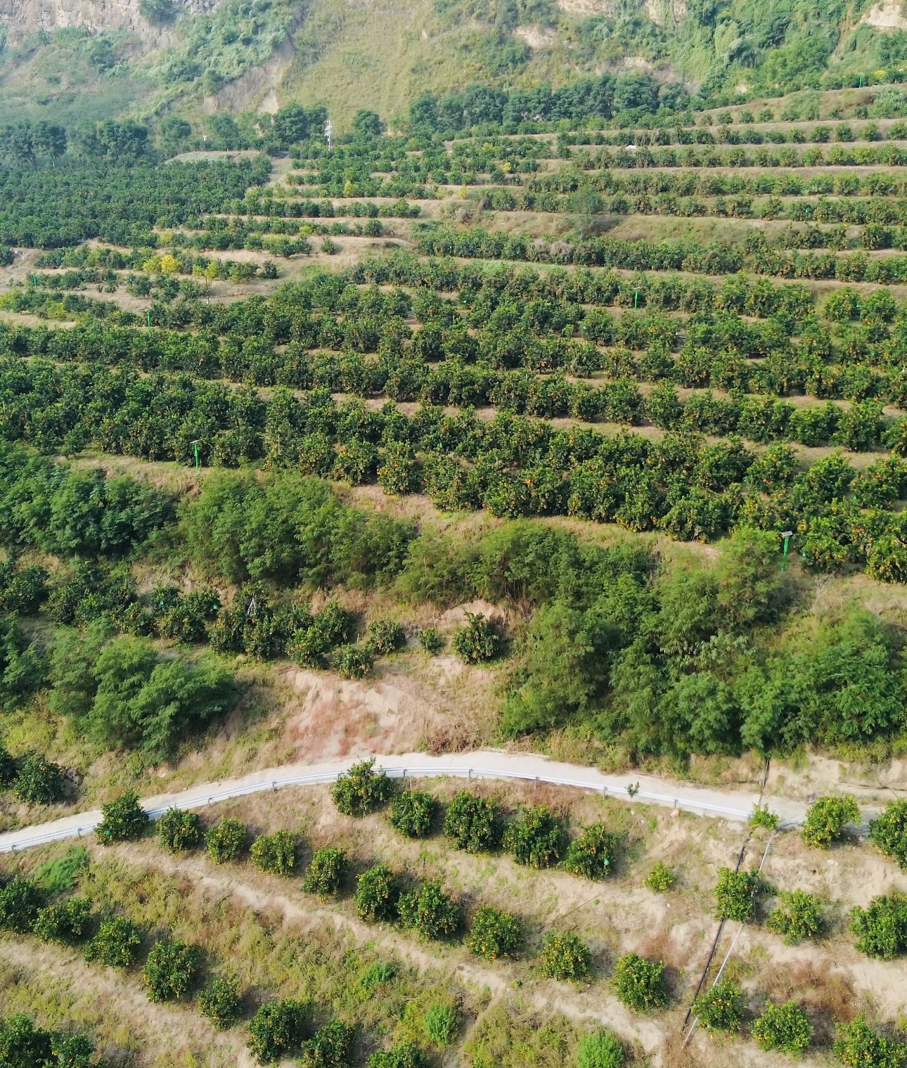 雷波脐橙丰收，订单旺盛销路广，线上线下销售齐发力插图