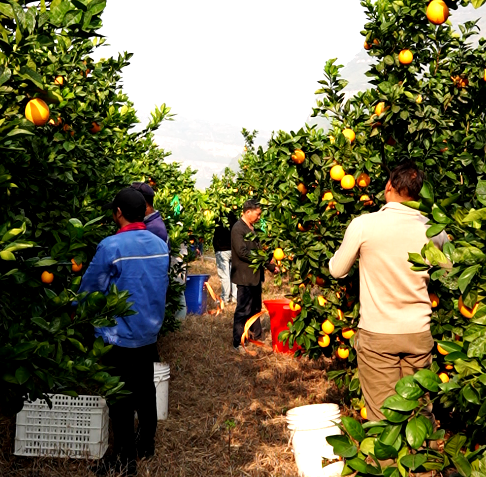 雷波脐橙丰收，订单旺盛销路广，线上线下销售齐发力插图1